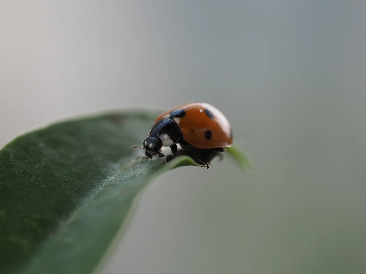 Lady Beetles thumbnail 2
