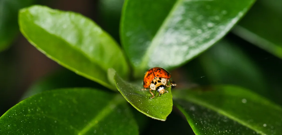 Lady Beetles thumbnail 3