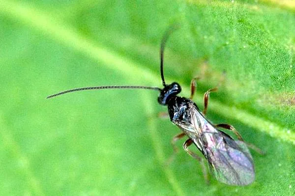 Parasitic Wasp thumbnail 2
