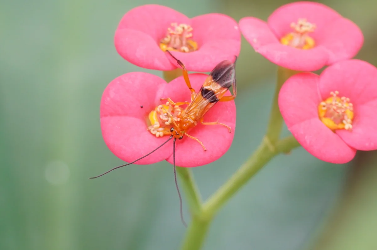 Parasitic Wasp thumbnail 3