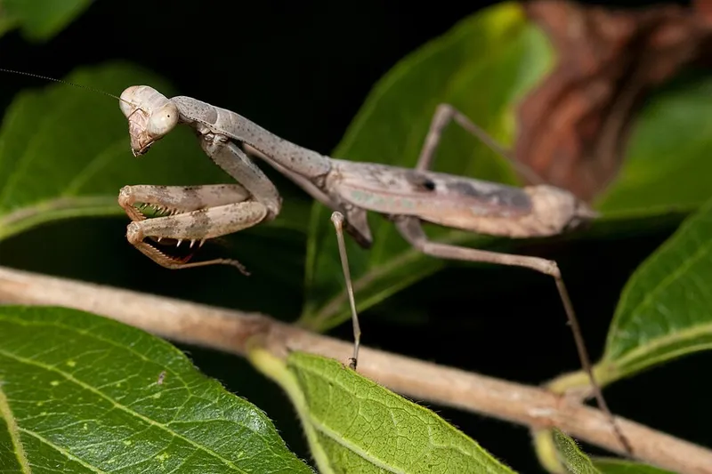 Praying Mantis (Stagmomantis carolina) — pest in Middle Tennessee