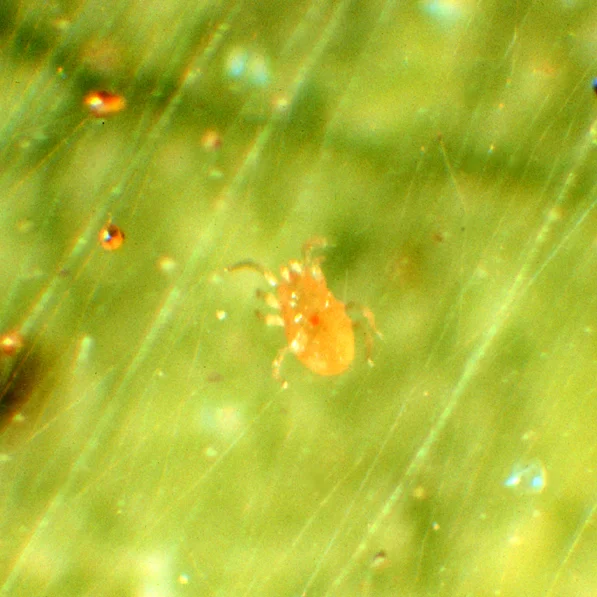 Predatory Mites (N/A) — pest in Middle Tennessee