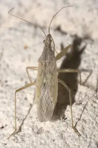 Damsel Bug (Nabis americoferus) in Middle Tennessee