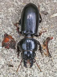 Ground Beetle (Scarites quadriceps) in Middle Tennessee
