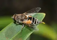 Hoverfly (Toxomerus spp.) in Middle Tennessee