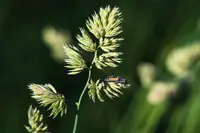 Lady Beetle (Harmonia axyridis) in Middle Tennessee