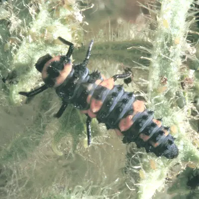 Lady Beetles (N/A) in Middle Tennessee