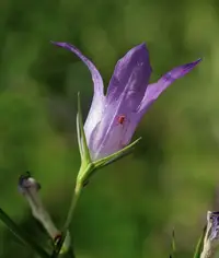 Predatory Mite (Phytoseiulus persimilis) in Middle Tennessee