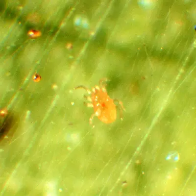 Predatory Mites (N/A) in Middle Tennessee