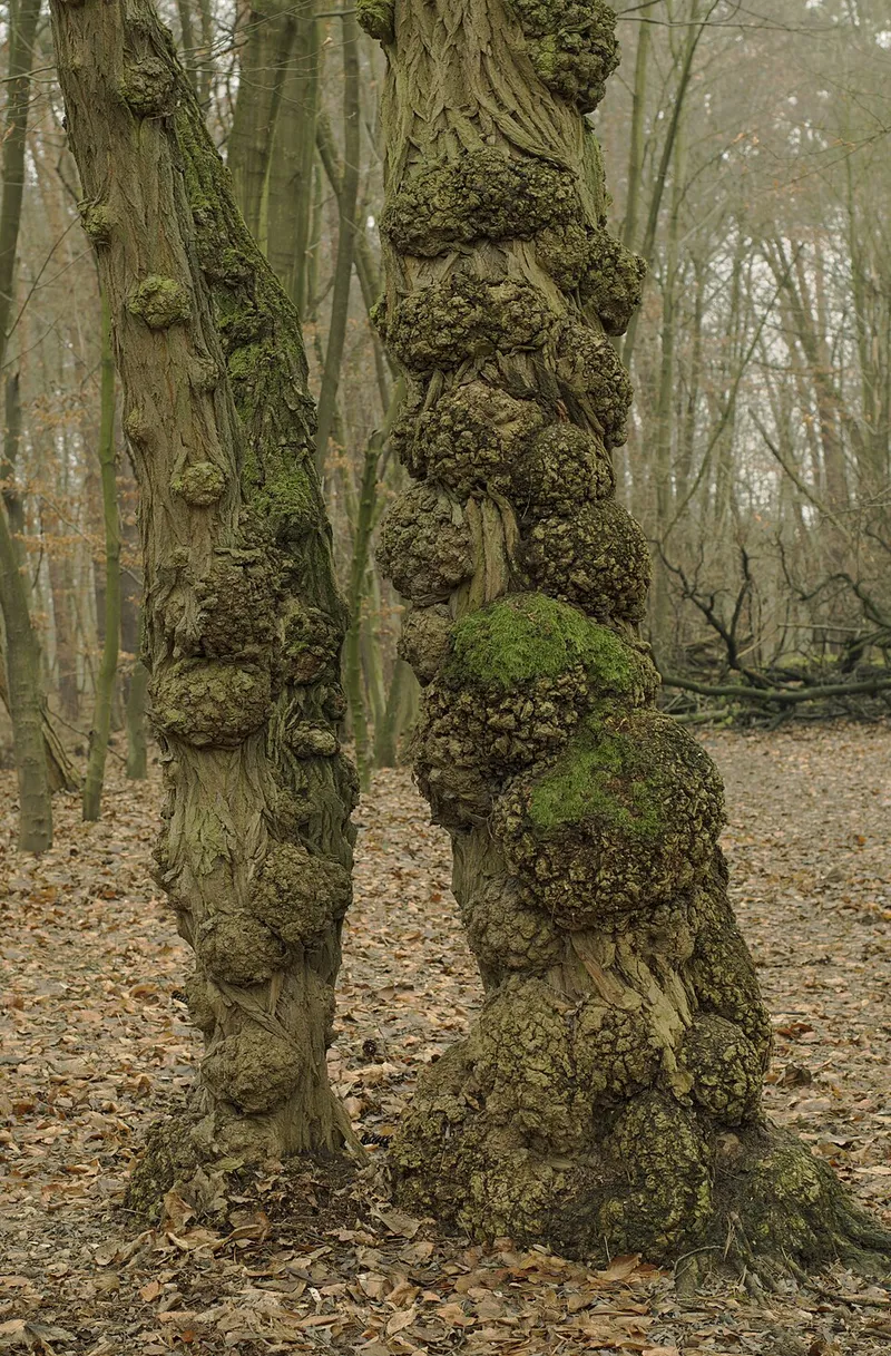 Anthracnose (Discula destructiva, Colletotrichum) — lawn disease in Middle Tennessee