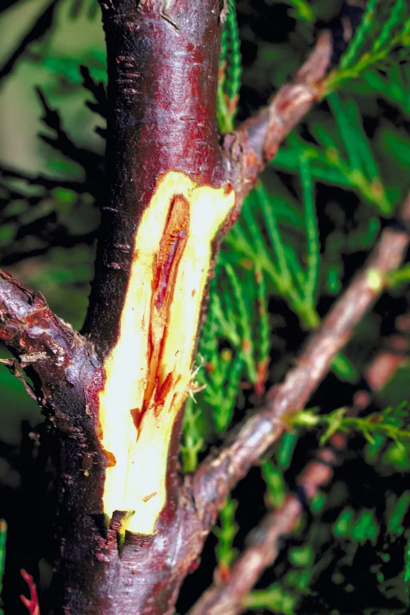 Botryosphaeria (N/A) — lawn disease in Middle Tennessee