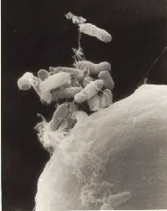 Crown Gall (Agrobacterium tumefaciens) — lawn disease in Middle Tennessee