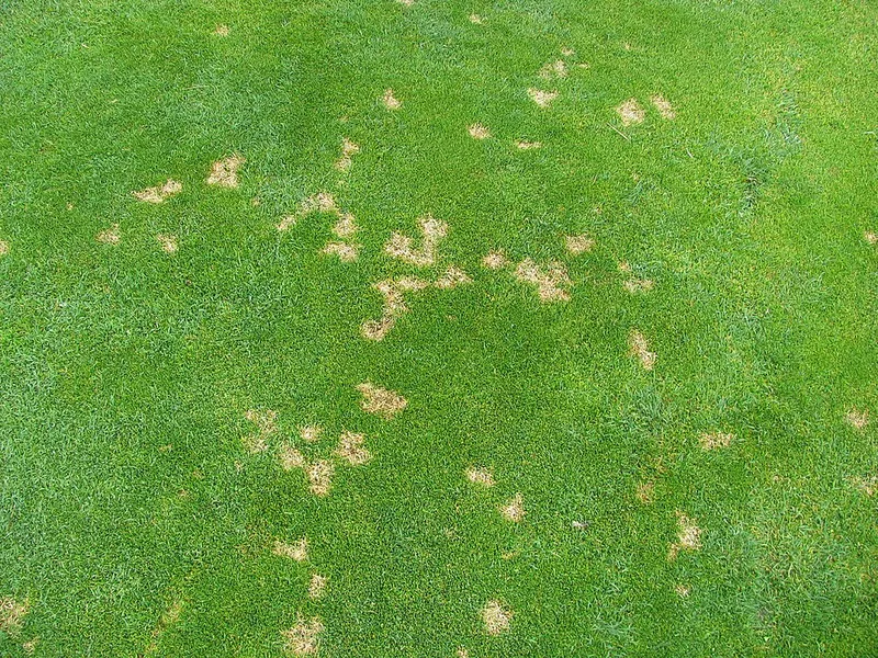 Dollar Spot (Sclerotinia homoeocarpa) — lawn disease in Middle Tennessee