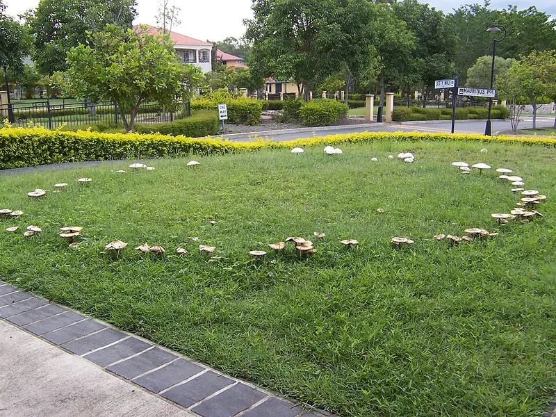 Fairy Ring (Marasmius oreades) — lawn disease in Middle Tennessee