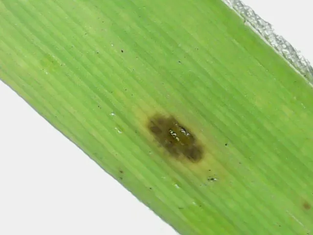 Gray Leaf Spot (Pyricularia grisea) — lawn disease in Middle Tennessee