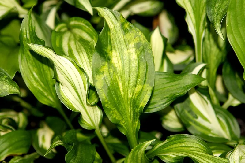 Hosta Virus X (N/A) — lawn disease in Middle Tennessee