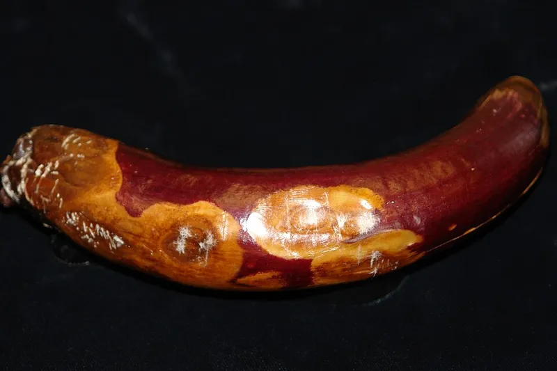 Phomopsis (Diaporthe) — lawn disease in Middle Tennessee