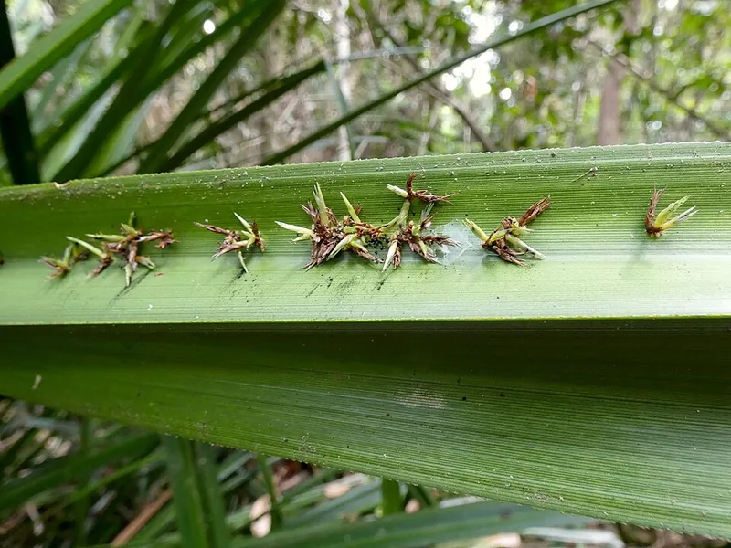Phytoplasmas (N/A) — lawn disease in Middle Tennessee