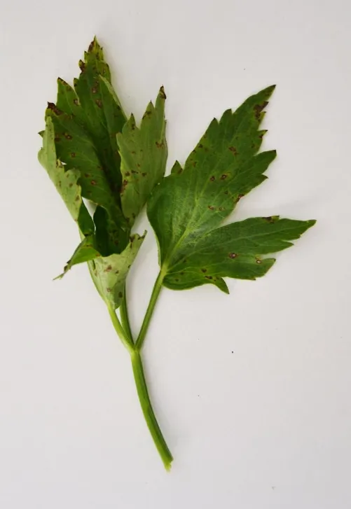 Pseudomonas Syringae (N/A) — lawn disease in Middle Tennessee