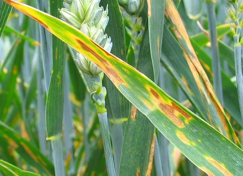 Septoria (N/A) — lawn disease in Middle Tennessee
