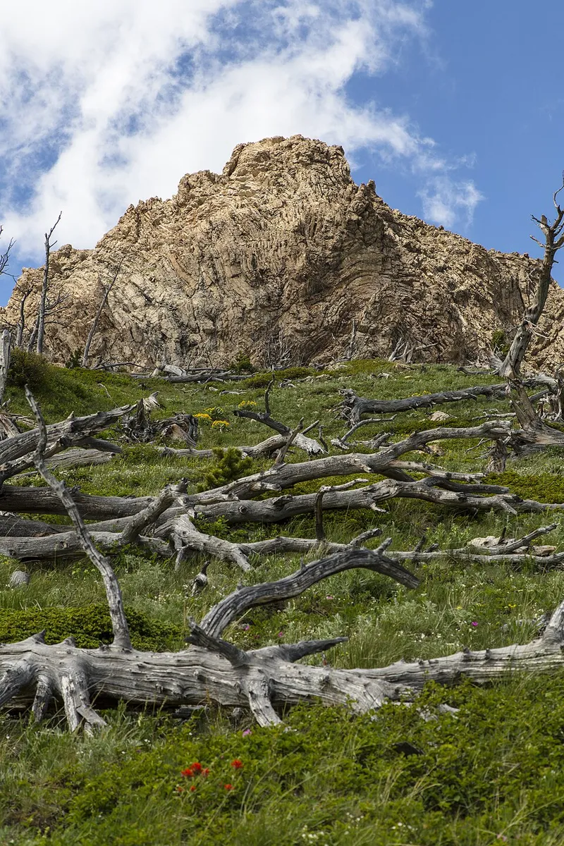 Spring Dead Spot (Ophiosphaerella korrae) — lawn disease in Middle Tennessee