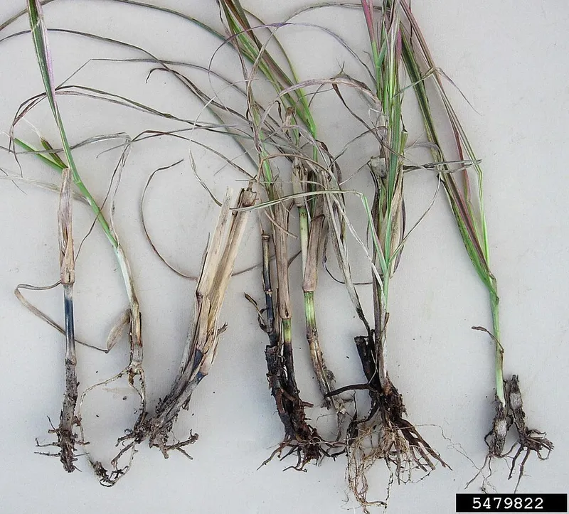 Take-All Root Rot (Gaeumannomyces graminis) — lawn disease in Middle Tennessee
