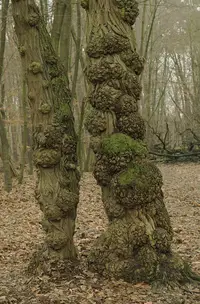 Anthracnose in Middle Tennessee