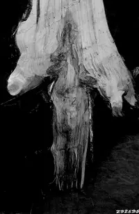 Armillaria Root Rot disease in Middle Tennessee