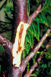 Botryosphaeria disease in Middle Tennessee