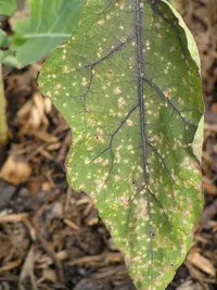 Cercospora Leaf Spot in Middle Tennessee
