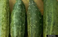 Cucumber Mosaic Virus disease in Middle Tennessee
