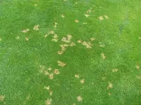Dollar Spot disease in Middle Tennessee
