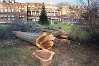 Dutch Elm Disease disease in Middle Tennessee