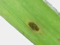 Gray Leaf Spot disease in Middle Tennessee