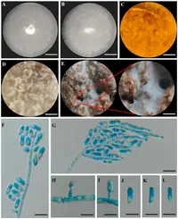 Laurel Wilt disease in Middle Tennessee