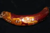 Phomopsis disease in Middle Tennessee