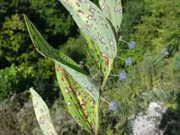 Phyllosticta in Middle Tennessee