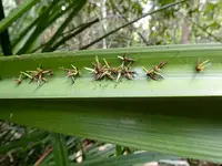 Phytoplasmas disease in Middle Tennessee