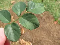 Rose Mosaic Virus disease in Middle Tennessee