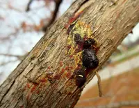 Seiridium Canker disease in Middle Tennessee