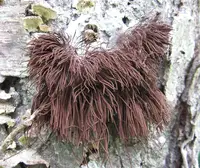 slime mold disease in Middle Tennessee