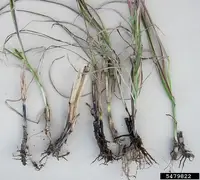 Take-All Root Rot disease in Middle Tennessee