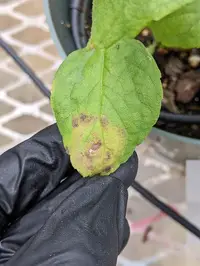 Tomato Ringspot Virus disease in Middle Tennessee