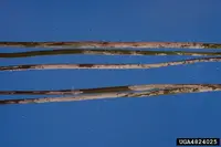 Vascular Streak Dieback disease in Middle Tennessee