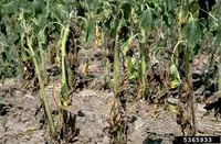 Verticillium Wilt disease in Middle Tennessee