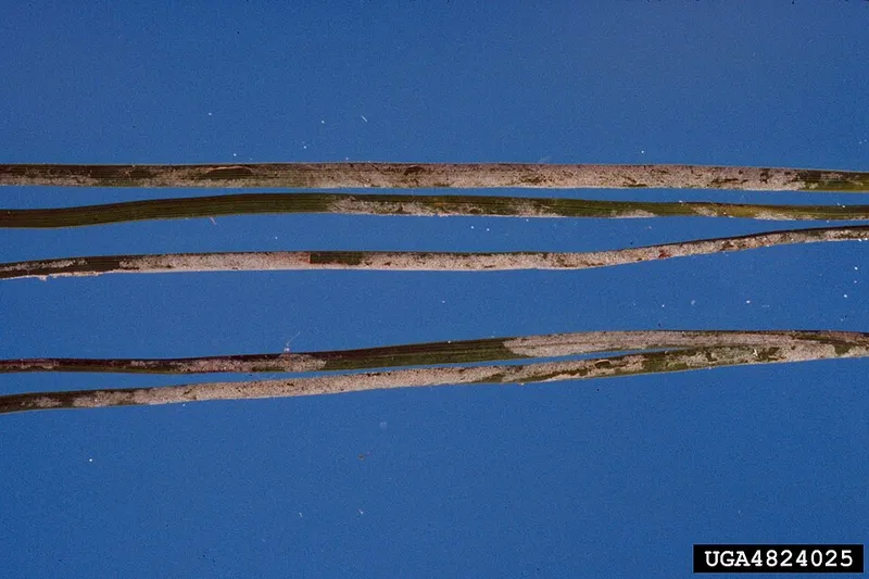 Vascular Streak Dieback (Ceratobasidium sp.) — lawn disease in Middle Tennessee