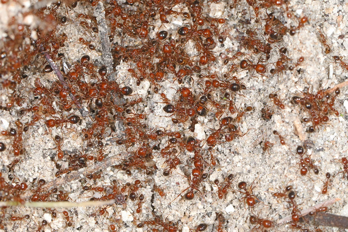 red imported fire ant thumbnail 2