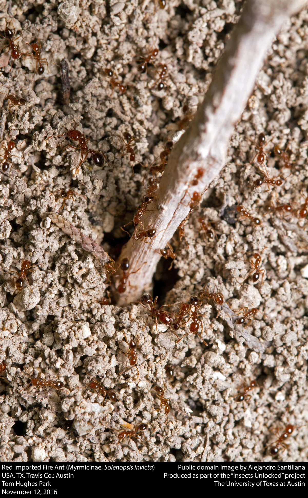red imported fire ant thumbnail 3