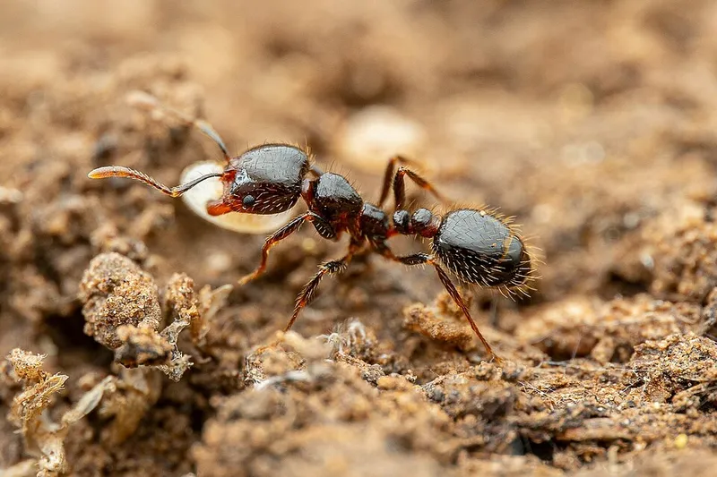 southern fire ant (Solenopsis xyloni) — pest in Middle Tennessee