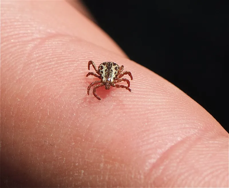 American Dog Tick (Dermacentor variabilis) — pest in Middle Tennessee